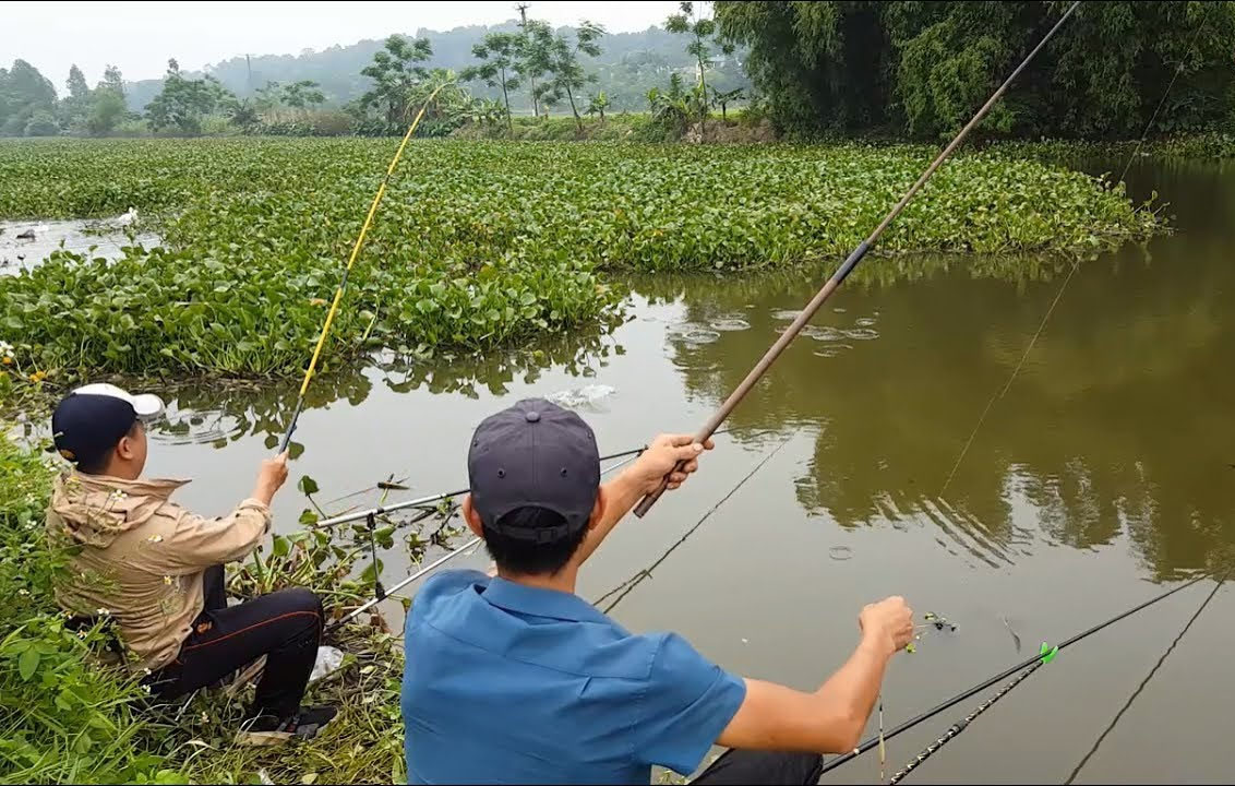 Cách làm mồi câu cá trôi hiệu quả nhất 2