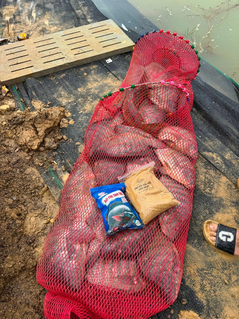 Chọn địa điểm câu rô phi trong mùa lạnh