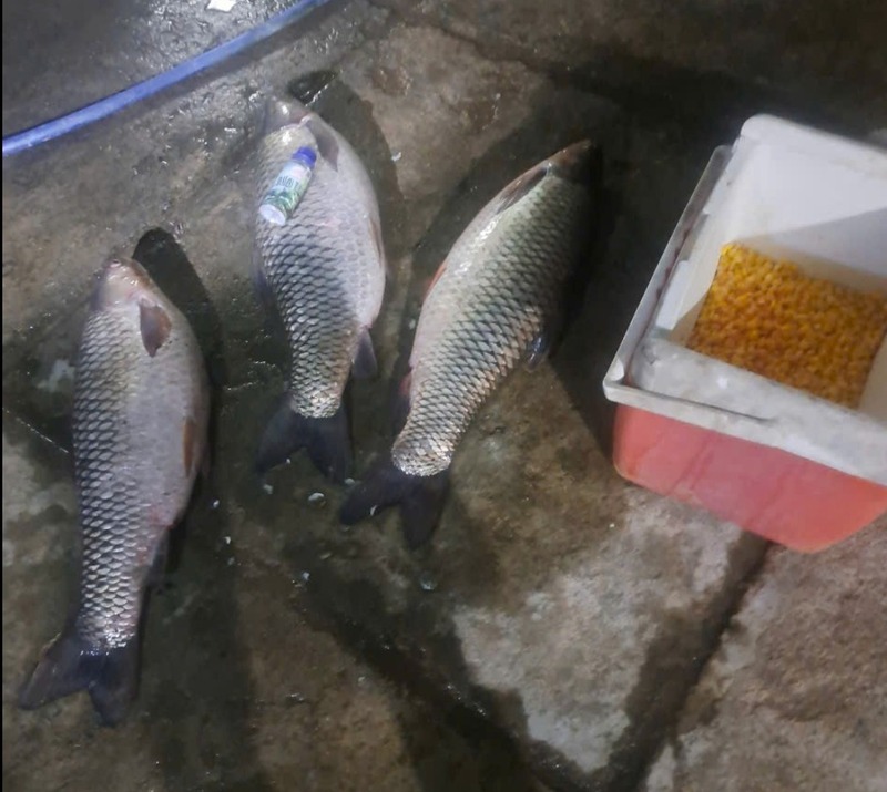 Tối ưu mùi theo thời tiết và độ đục nước