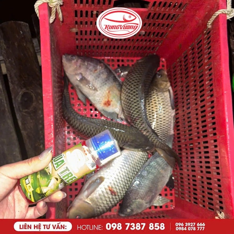 Chọn mồi vào mùa hạ