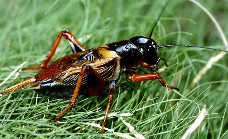 Gợi ý mồi câu cá chim tự làm tại nhà