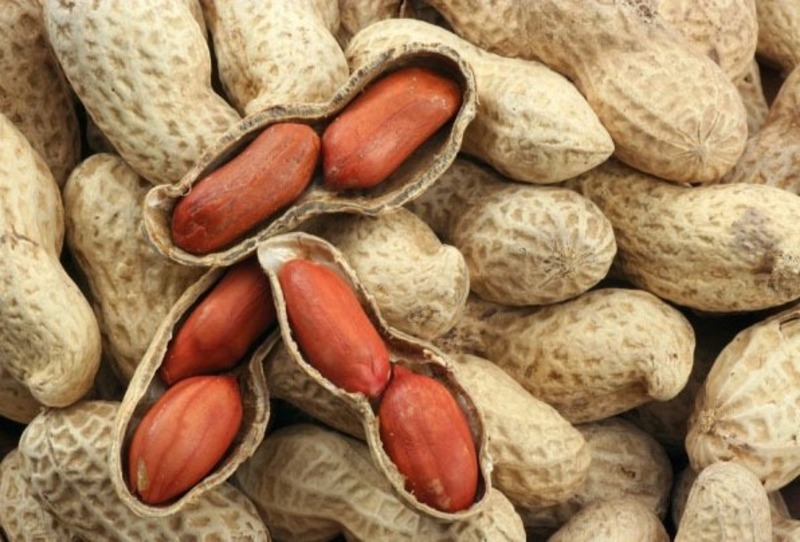 Cách làm mồi câu cá chim bằng đậu phộng