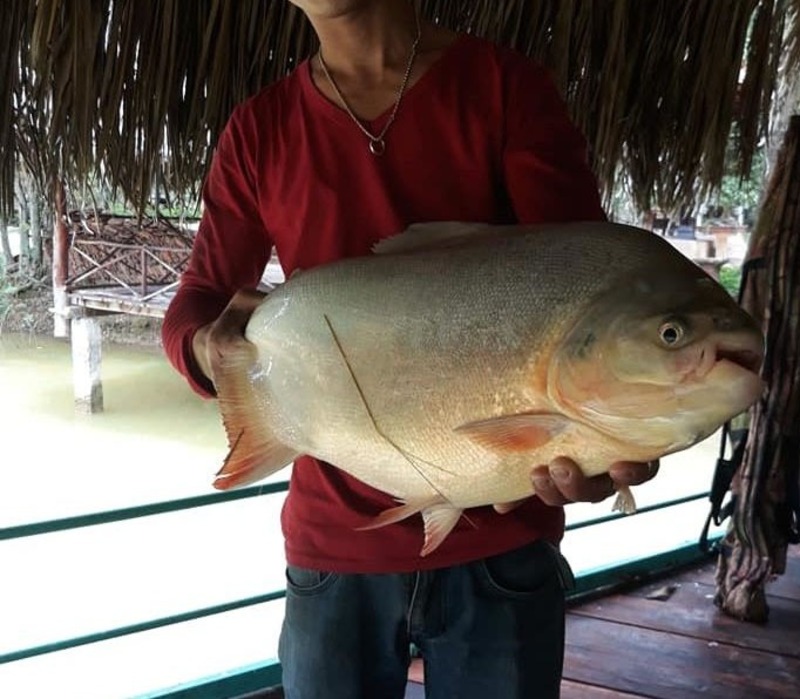 Thời tiết thích hợp để đi câu cá chim là khi nào?