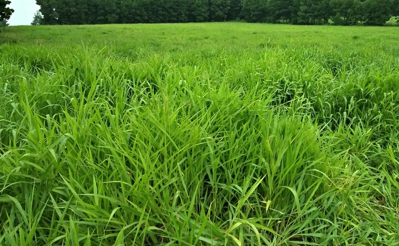 mồi câu cá trắm cỏ phổ biến hiện nay