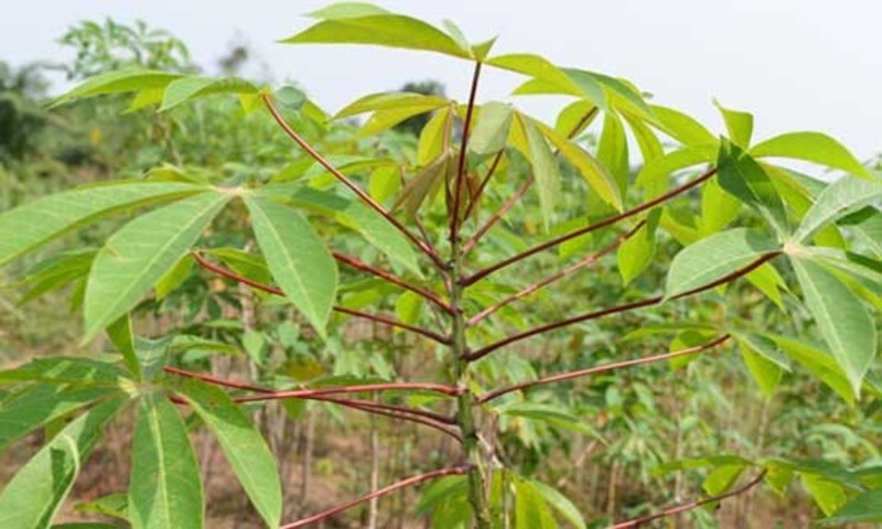 Mồi câu cá trắm đen bằng lá sắn tươi