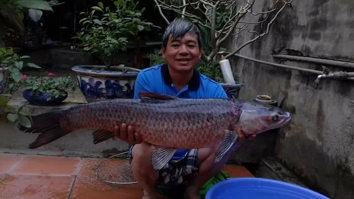 Cách làm mồi câu cá trắm đen hiệu quả nhất 3