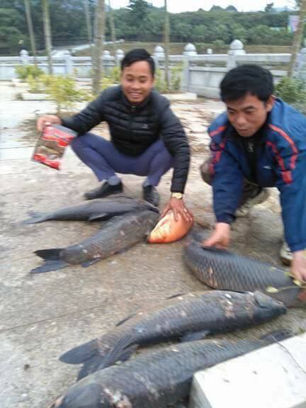 Cách làm mồi câu cá trắm đen hiệu quả nhất 6
