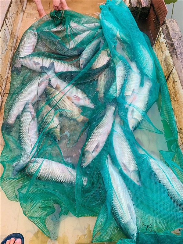Bội thu đàn trắm cỏ khủng bên mép hồ
