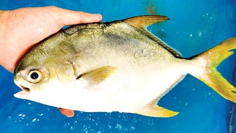 Mồi câu cá chim hiệu quả – bí quyết bài mồi giúp cá chim ăn mạnh