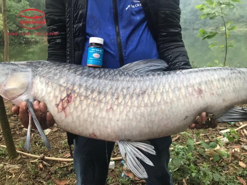 Mồi câu trắm đen hiệu quả: Bí quyết giúp cá bắt mồi ổn định mọi mùa