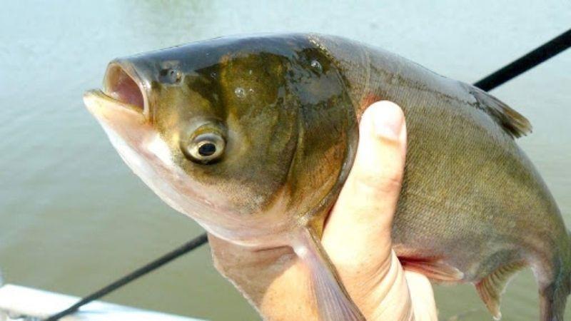 Tìm hiểu tập tính của cá mè và một số kinh nghiệm khi câu cá Mè