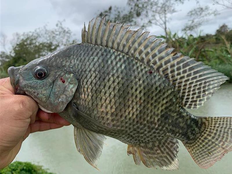 Cá rô phi hồ dịch vụ dùng bài mồi nào hiệu quả?